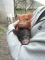 unsere Minipigs Frieda und Fred