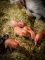 9 Minipigs, Sept. 2020